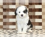 Small #2 Bernedoodle (Miniature)