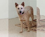 Small #2 Mutt
