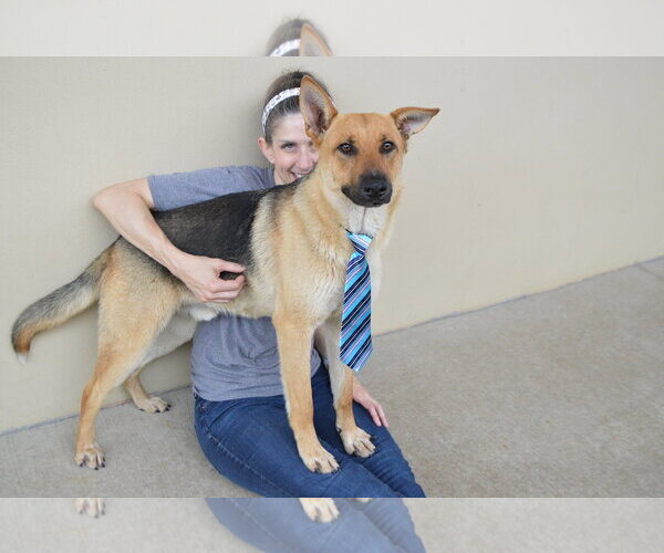 Medium Photo #1 German Shepherd Dog-Unknown Mix Puppy For Sale in McKinney, TX, USA