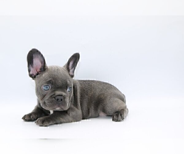 Medium Photo #1 French Bulldog Puppy For Sale in HALLANDALE, FL, USA