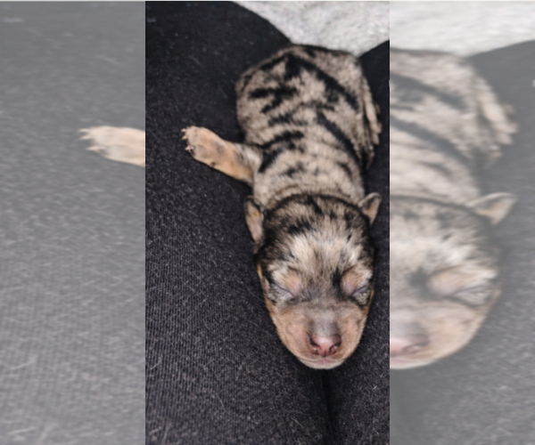 Medium Photo #2 Dachshund Puppy For Sale in DENHAM SPRINGS, LA, USA