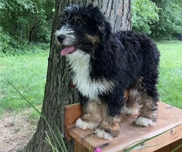Medium Photo #3 Miniature Bernedoodle Puppy For Sale in APPLE CREEK, OH, USA