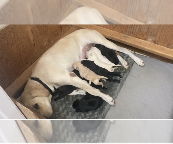 Medium Photo #1 Labrador Retriever Puppy For Sale in BREWSTER, WA, USA