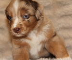 Small #3 Australian Retriever