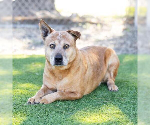 Medium Photo #2 Mutt Puppy For Sale in Camarillo, CA, USA