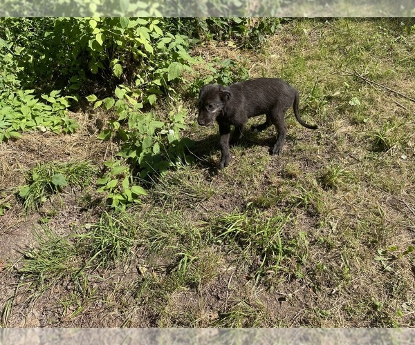 Medium Photo #15 Irish Wolfhound Puppy For Sale in ULYSSES, PA, USA
