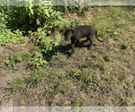 Small #14 Irish Wolfhound