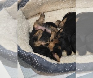 Yorkshire Terrier Puppy for Sale in ALFORD, Florida USA