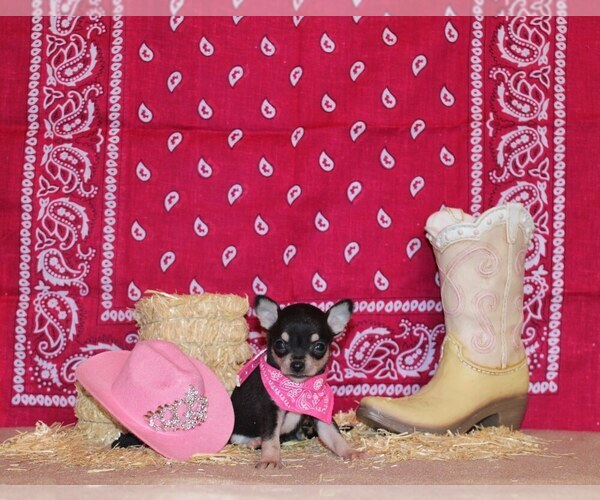 Medium Photo #1 Chihuahua Puppy For Sale in CHARLESTON, AR, USA