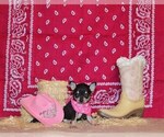 Puppy Zamora Chihuahua