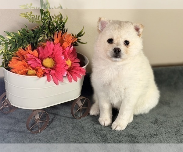 Medium Photo #3 Pomsky Puppy For Sale in DE SOTO, KS, USA