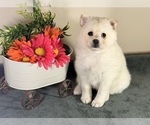 Small #2 Pomsky