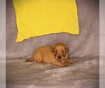 Small #12 Golden Retriever