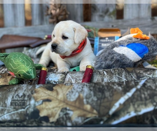Medium Photo #1 Labrador Retriever Puppy For Sale in CLAYTON, NC, USA