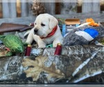 Small Photo #1 Labrador Retriever Puppy For Sale in CLAYTON, NC, USA