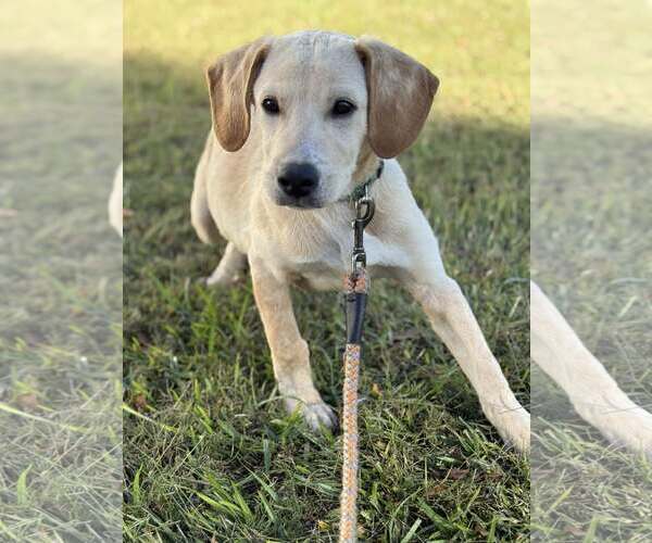 Medium Photo #7 Labralas Puppy For Sale in Attalka, AL, USA