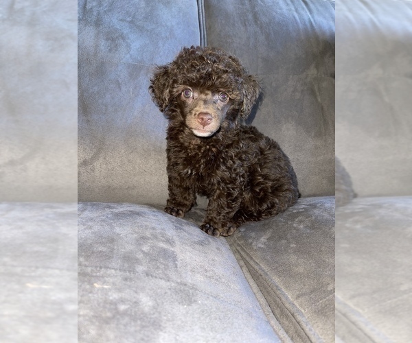 Medium Photo #14 Poodle (Toy) Puppy For Sale in HAYWARD, CA, USA