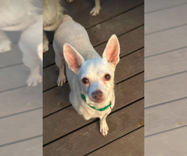 Medium Photo #2 Chihuahua-Unknown Mix Puppy For Sale in Cranston, RI, USA