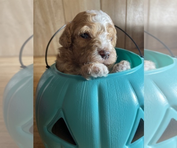 Medium Photo #5 Cavapoo Puppy For Sale in LAFAYETTE, TN, USA