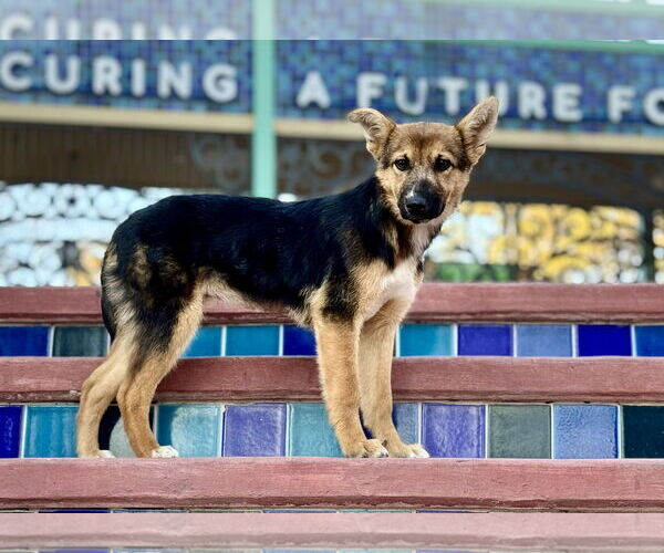Medium Photo #4 Australian Shepherd-German Shepherd Dog Mix Puppy For Sale in PIPE CREEK, TX, USA