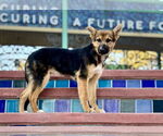 Small #3 Australian Shepherd-German Shepherd Dog Mix