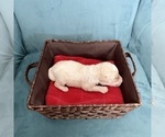 Small Photo #7 Goldendoodle Puppy For Sale in ABILENE, TX, USA