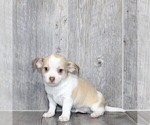 Small #23 Chihuahua