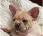 Small Photo #3 French Bulldog Puppy For Sale in LEES SUMMIT, MO, USA