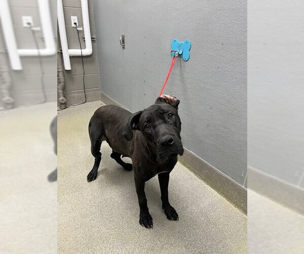 Medium Photo #1 Mutt Puppy For Sale in Las Vegas, NV, USA