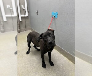 Mutt Dogs for adoption in Las Vegas, NV, USA