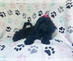 Small #2 ShihPoo