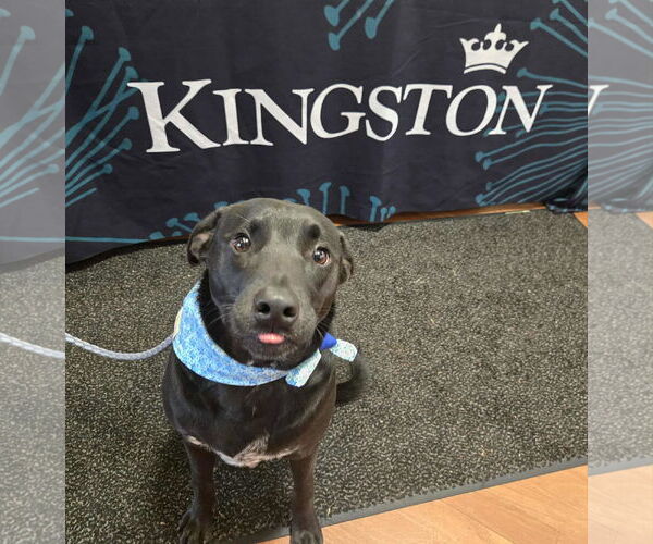 Medium Photo #2 American Pit Bull Terrier-Unknown Mix Puppy For Sale in Germantown, OH, USA