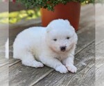 Small Photo #2 Samoyed Puppy For Sale in STANLEY, WI, USA