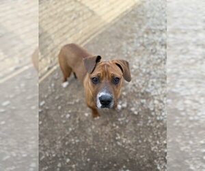 AJ - Male American Pit Bull Terrier-Labrador Retriever Mix Dog for Adoption - Photo #6