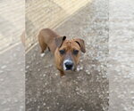 Small Photo #6 American Pit Bull Terrier-Labrador Retriever Mix Puppy For Sale in Corning, AR, USA