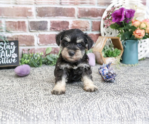 Schnauzer (Miniature) Puppy for sale in SYRACUSE, IN, USA