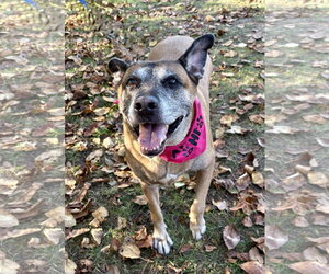 June - Female Mutt Dog for Adoption - Photo #6