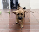 Small Photo #2 Labrador Retriever-Unknown Mix Puppy For Sale in Jefferson, NJ, USA