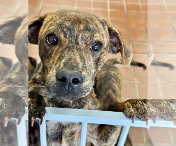 Medium Photo #1 Mountain Cur-Unknown Mix Puppy For Sale in Jefferson, NJ, USA