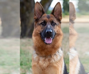 Mother of the German Shepherd Dog puppies born on 03/03/2026