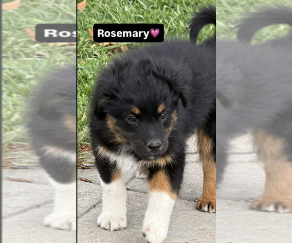 Medium Photo #1 Australian Shepherd-Unknown Mix Puppy For Sale in Aurora, IN, USA