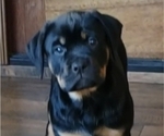 Puppy Male Rott Cane Corso-Rottweiler Mix