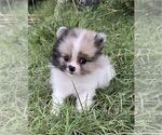 Small #8 Pomeranian