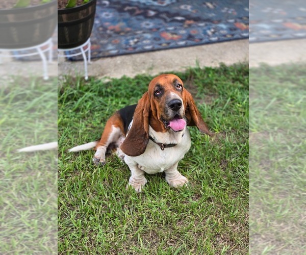 Medium Photo #1 Basset Hound Puppy For Sale in CRESTVIEW, FL, USA