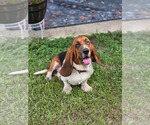 Small Photo #1 Basset Hound Puppy For Sale in CRESTVIEW, FL, USA