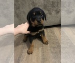 Small #12 Rottweiler