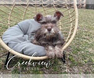 Medium Schnauzer (Miniature)