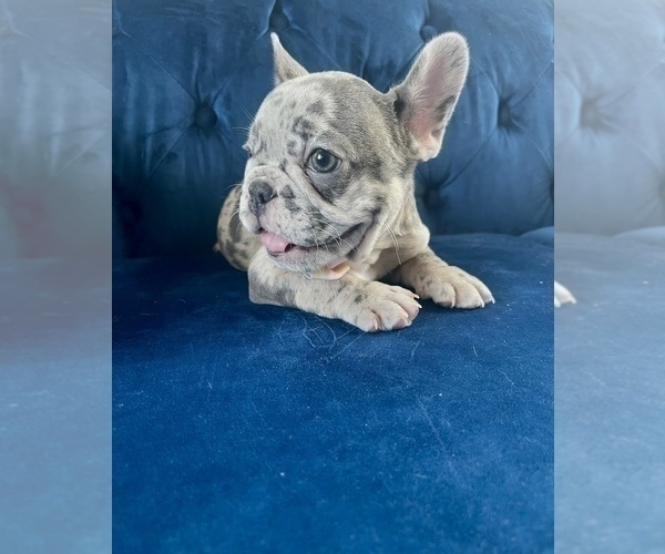 Medium Photo #9 French Bulldog Puppy For Sale in CLIVE, IA, USA