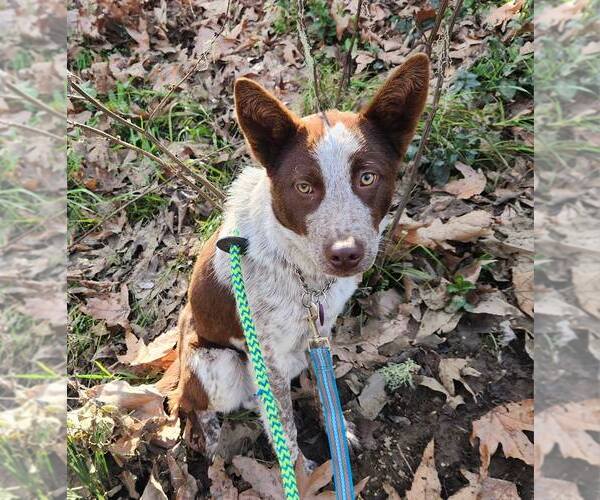 Medium Photo #3 Mutt Puppy For Sale in Paso Robles, CA, USA