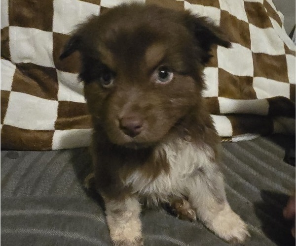 Medium Photo #1 Australian Shepherd Puppy For Sale in ROY, UT, USA